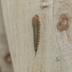 Pergidae sp. (family) at Higgins, ACT - 8 Feb 2021 11:04 AM