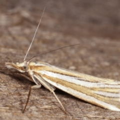 Hednota species near grammellus at Melba, ACT - 11 Feb 2021