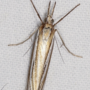 Hednota species near grammellus at Melba, ACT - 11 Feb 2021