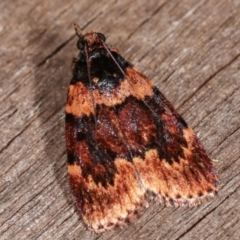 Araeopaschia undescribed spANIC19 (A Pyralid moth) at Melba, ACT - 11 Feb 2021 by kasiaaus