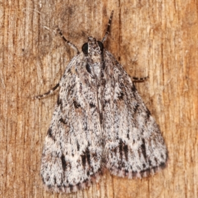 Spectrotrota fimbrialis (A Pyralid moth) at Melba, ACT - 11 Feb 2021 by kasiaaus