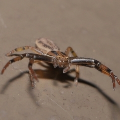 Thomisidae (family) at Acton, ACT - 12 Feb 2021