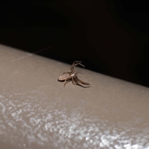 Thomisidae (family) at Acton, ACT - 12 Feb 2021