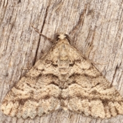 Lipogya eutheta (Grey Bark Moth) at Melba, ACT - 11 Feb 2021 by kasiaaus