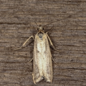 Oecophoridae (family) at Melba, ACT - 11 Feb 2021 11:03 PM