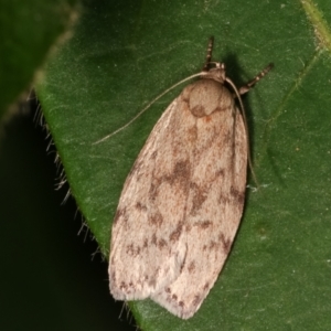 Garrha (genus) at Melba, ACT - 11 Feb 2021 11:05 PM