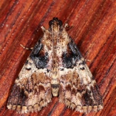 Orthaga thyrisalis (Teatree Web Moth) at Melba, ACT - 12 Feb 2021 by kasiaaus