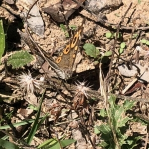 Junonia villida at Rendezvous Creek, ACT - 13 Feb 2021