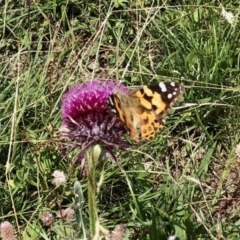 Vanessa kershawi (Australian Painted Lady) at Rendezvous Creek, ACT - 13 Feb 2021 by KMcCue