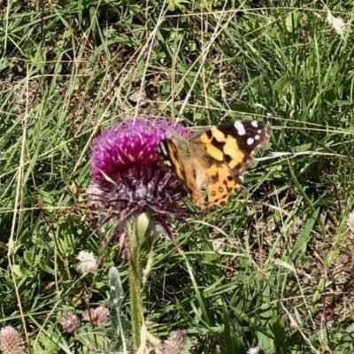 Vanessa kershawi (Australian Painted Lady) at Rendezvous Creek, ACT - 13 Feb 2021 by KMcCue