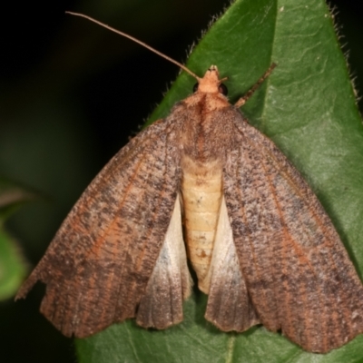 Fisera eribola (Orange-hooded Crest-moth) at Melba, ACT - 12 Feb 2021 by kasiaaus