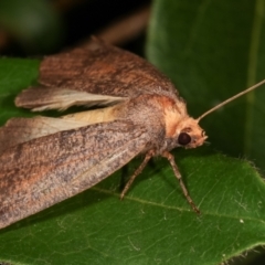 Fisera eribola at Melba, ACT - 12 Feb 2021 12:54 AM