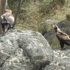 Aquila audax (Wedge-tailed Eagle) at Booth, ACT - 13 Feb 2021 by KMcCue