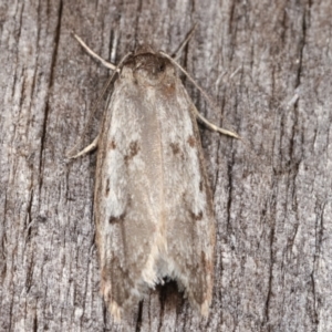 Palimmeces leucomitra at Melba, ACT - 12 Feb 2021