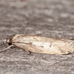 Palimmeces leucomitra at Melba, ACT - 12 Feb 2021