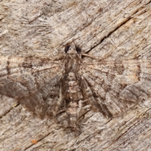 Chloroclystis (genus) at Melba, ACT - 12 Feb 2021