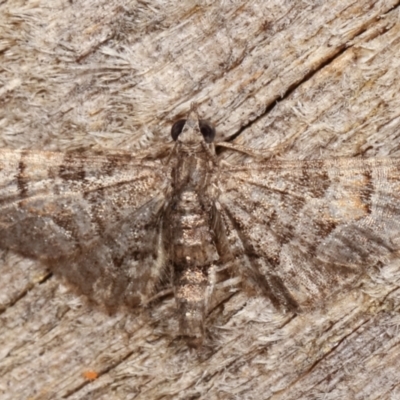 Chloroclystis (genus) (A geometer moth) at Melba, ACT - 11 Feb 2021 by kasiaaus