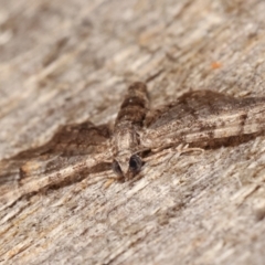 Chloroclystis (genus) at Melba, ACT - 12 Feb 2021