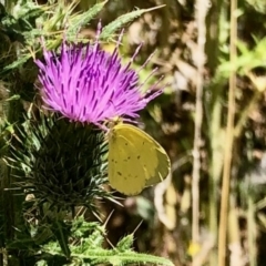 Eurema smilax (Small Grass-yellow) at Rendezvous Creek, ACT - 13 Feb 2021 by KMcCue