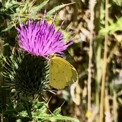 Eurema smilax (Small Grass-yellow) at Rendezvous Creek, ACT - 13 Feb 2021 by KMcCue