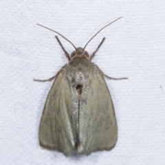 Heliocheilus (genus) (Heliothine moths) at Melba, ACT - 11 Feb 2021 by kasiaaus