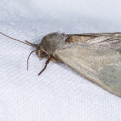 Heliocheilus (genus) at Melba, ACT - 12 Feb 2021