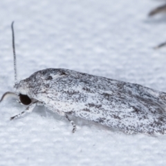 Agriophara undescribed species at Melba, ACT - 12 Feb 2021 12:39 AM