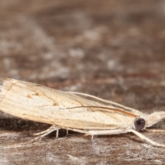 Culladia cuneiferellus (Crambinae moth) at Melba, ACT - 12 Feb 2021 by kasiaaus