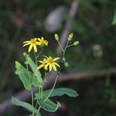 Senecio velleioides (Forest Groundsel) at Quaama, NSW - 21 Jan 2021 by FionaG