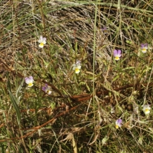 Viola arvensis at Cooleman, NSW - 6 Feb 2021