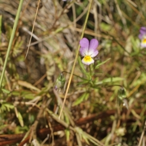 Viola arvensis at Cooleman, NSW - 6 Feb 2021 11:33 PM