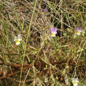 Viola arvensis at Cooleman, NSW - 6 Feb 2021 11:33 PM