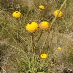 Craspedia sp. (Billy Buttons) at Cooleman, NSW - 6 Feb 2021 by alex_watt