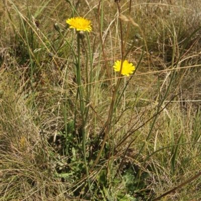 Hypochaeris radicata (Cat's Ear, Flatweed) at Cooleman, NSW - 6 Feb 2021 by alex_watt