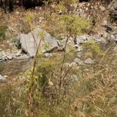 Foeniculum vulgare (Fennel) at Cooleman, NSW - 6 Feb 2021 by alex_watt