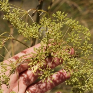 Foeniculum vulgare at Cooleman, NSW - 7 Feb 2021