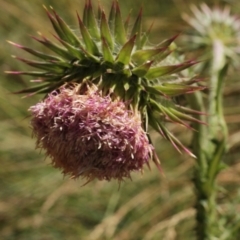 Carduus nutans (Nodding Thistle) at Cooleman, NSW - 6 Feb 2021 by alex_watt