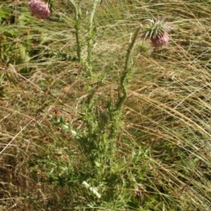 Carduus nutans at Cooleman, NSW - 7 Feb 2021