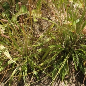 Plantago lanceolata at Cooleman, NSW - 7 Feb 2021 12:54 AM