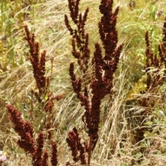 Rumex crispus (Curled Dock) at Cooleman, NSW - 6 Feb 2021 by alex_watt