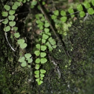 Asplenium trichomanes at Cooleman, NSW - suppressed