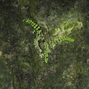 Asplenium trichomanes at Cooleman, NSW - suppressed