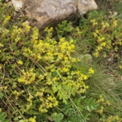 Sedum acre (Goldmoss Stonecrop) at Cooleman, NSW - 7 Feb 2021 by alexwatt