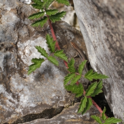 Rubus parvifolius (Native Raspberry) at Cooleman, NSW - 7 Feb 2021 by alexwatt