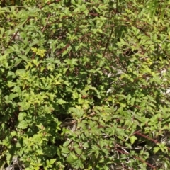 Rubus parvifolius at Cooleman, NSW - 7 Feb 2021