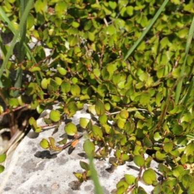 Muehlenbeckia axillaris (Matted Lignum) at Cooleman, NSW - 6 Feb 2021 by alex_watt