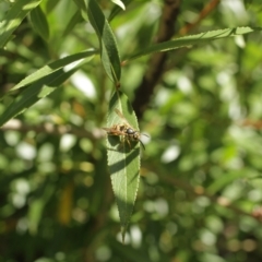 Vespula germanica (German Yellowjacket Wasp (also known as European Wasp)) at Cooleman, NSW - 7 Feb 2021 by alexwatt