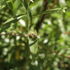 Vespula germanica (European wasp) at Kosciuszko National Park - 6 Feb 2021 by alex_watt