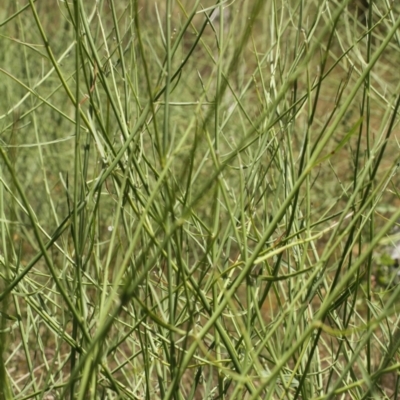 Chondrilla juncea (Skeleton Weed) at Cooleman, NSW - 7 Feb 2021 by alexwatt