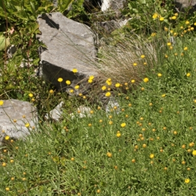 Coronidium monticola (Mountain Button Everlasting) at Cooleman, NSW - 7 Feb 2021 by alexwatt